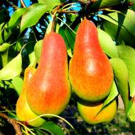 Саженец Груша Талгарская красавица в контейнере